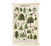 Tevxj Vintage Tree Poster Plant Wall Art Prints Rustic Style of Arboretum Wall Hanging Illustrative Reference Chart Poster for Living Room Office Classroom Bedroom Playroom Dining Room Decor Frame