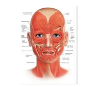 Teweakt FACE Body Anatomy Muscle Veins Detailed EDUCATIONAL SCIENCE Poster Wall Art Pictures Canvas Painting Hospital Clinic Salon Decor(2,30X40cm Unframed)