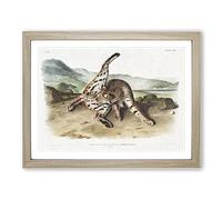 Texan Lynx By John Woodhouse Audubon Vintage Framed Print | A2 Oak Framed Wall Art | Ready to Hang | Classic Nature Picture | Living Room Bedroom Lounge Office