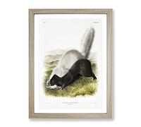 Texan Skunk By John Woodhouse Audubon Vintage Framed Print | A2 Oak Framed Wall Art | Ready to Hang | Classic Nature Picture | Living Room Bedroom Lounge Office