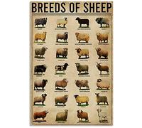 TFZQm Knowledge Retro Metal Tin Signs Breeds Of Sheep Typographic Posters Sheep Infographic Plaques Home Room Farmhouse Wall Decor 8x6 Inches