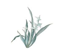 TGBYHU 18 * 17CM 2PCS Orchid Flower Sew On Patch Large Size Iron On Embroidered Applique Patch Chinese Sew On Badge Sew On Patch For Clothing