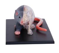 TGPSMDXKV 4D Mouse Anatomical Model, 29 Removable Organ and Body Part Great for Education Medicine Veterinarians
