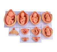 TGPSMDXKV 9 Month Fetal Development Process Model, Pregnancy Embryo Development Mannequins, 10-Piece Fetal Development Model Set for Education