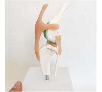 TGPSMDXKV Canine Knee Joint Model, Artificial Natural Size PVC Joint Anatomical Model for Veterinary Office Educational