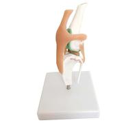 TGPSMDXKV Dog Knee Joint and Ligament Function Skeleton Model, Canine Anatomical Model for Veterinary Office Educational