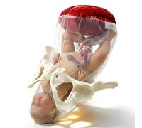 TGPSMDXKV Female Pelvis Childbirth Model, Midwifery Training Model with Baby Pelvis Placenta Umbilical Cord Fetal Membrane for Gynecology Study