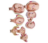 TGPSMDXKV Fetal Development Model, 8-Piece Pregnancy Model, Human Embryo/Fetus Developing in Utero, with Removable Parts, for Teaching, Training