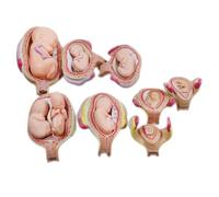 TGPSMDXKV Human Anatomical Embryonic Development Teaching Model 8 PCS Embryo Development Study Model for Teaching