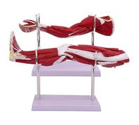 TGPSMDXKV Human Anatomical Muscular Arm Model, 2 Pieces Upper Limb and Neurovascular Arteriovenous Structure of Lower Extremity Leg Model for Study Teaching