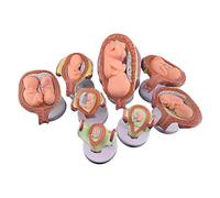TGPSMDXKV Human Embryonic Development Model Set,8 Pcs Pregnancy Fetal Development Process Model, 7 Stages for Medical Teaching Training