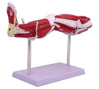 TGPSMDXKV Human Leg Muscle Anatomy Model 1/2 Life Size Upper Limb Muscle Anatomy Model with Bracket Base Showing Muscles Major Blood Vessels & Nerves
