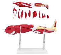 TGPSMDXKV Human Leg Muscle Anatomy Model, Lower Limbs 10-Piece Anatomical Model with Removable Lower Limbs Showing Muscles, Main Blood Vessels