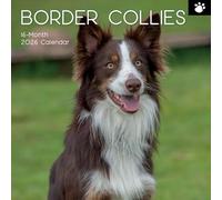 TGSC | Border Collies 2026 Calendar 16 Month (Sept 2025-Dec 2026) Family Square Wall Calendar 2026 UK | Planner with Large Grid for Home or Office Organisation - Dogs 2026/2025 Calendar UK