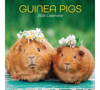 TGSC | Guinea Pigs 2026 Calendar 16 Month (Sept 2025-Dec 2026) Family Square Wall Calendar 2026 UK | Planner with Large Grid for Home or Office Organisation - Animals 2026/2025 Calendar UK