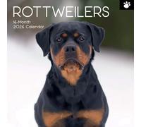 TGSC | Rottweilers 2026 Calendar 16 Month (Sept 2025-Dec 2026) Family Square Wall Calendar 2026 UK | Planner with Large Grid for Home or Office Organisation - Dogs 2026/2025 Calendar UK