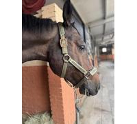 TGW RIDING Horse Headcollar DOUBLEPIN MATTGLOSS Jewel, Classic Sports 2025, Pink/Navy/Hunter Green/Purple/Smoke Blue with Rose Gold Hardware (Hunter Green, S-Big Pony)