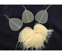 Thai Decorated 200 Pcs Skeleton Leave Craft Small Skeleton Leaves Natural Ficus Religiosa Leaves Artificial Leaves Craft Wedding Card DIY Handmade Scrapbook Embellishment (Natural White)