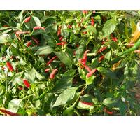 Thai Dragon Chilli Seeds - 20 Fresh Seeds