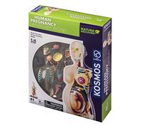 Thames & Kosmos 260840 Anatomy Model, Biologists can Learn About Human Pregnancy, 30+ Parts with Stand Ages 8+, 7.0cmx30.1cmx23.0cm