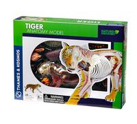 Tiger Anatomy Model