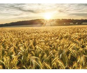 The Agricultural Revolution