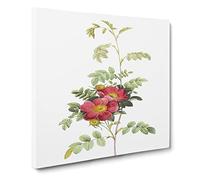The Alpine Roses in Pink by Pierre Joseph Redoute Canvas Print | Gallery Wrapped 30mm Frame Wall Art | 20x20 inches | Ready to Hang | Retro Floral Picture | Living Room Bedroom Lounge Office