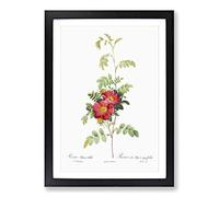 The Alpine Roses in Pink by Pierre-Joseph Redoute Framed Print | A2 Black Framed Wall Art | Ready to Hang | Modern Nature Picture | Living Room Bedroom Lounge Office
