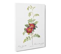 The Alpine Roses In Pink By Pierre Joseph Redoute Vintage Canvas Wall Art Print Ready to Hang, Framed Picture for Living Room Bedroom Home Office Décor, 24x16 Inch (60x40 cm)