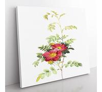 The Alpine Roses in Pink by Pierre Joseph Redoute Vintage Canvas Wall Art Print Ready to Hang, Framed Picture for Living Room Bedroom Home Office Décor, 35x35 cm (14x14 Inch)