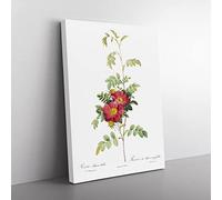 The Alpine Roses In Pink By Pierre Joseph Redoute Vintage Canvas Wall Art Print Ready to Hang, Framed Picture for Living Room Bedroom Home Office Décor, 76x50 cm (30x20 Inch)