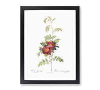 The Alpine Roses In Pink By Pierre Joseph Redoute Vintage Framed Print | A2 Black Framed Wall Art | Ready to Hang | Classic Nature Picture | Living Room Bedroom Lounge Office