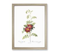 The Alpine Roses In Pink By Pierre Joseph Redoute Vintage Framed Wall Art Print, Ready to Hang Picture for Living Room Bedroom Home Office Décor, Oak A4 (34 x 25 cm)