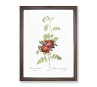 The Alpine Roses In Pink By Pierre Joseph Redoute Vintage Framed Wall Art Print, Ready to Hang Picture for Living Room Bedroom Home Office Décor, Walnut A2 (64 x 46 cm)