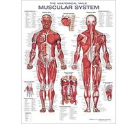 The Anatomical Male Muscular System Anatomical Chart