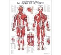 The Anatomical Male Muscular System Anatomical Chart