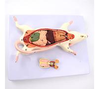 The Anatomical Structure Model of Mouse Organs - The Appearance Observation and Internal Anatomy