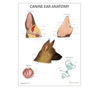 The Anatomy of the Canine Ear Poster/Chart, 24x60 cm, 18x24 inches, Dog Ear Anatomical Diagram, Otitis Externa Chart, Canine Ear Structure (Ear Anatomy)