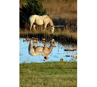 The Appaloosa Horse Journal: 150 page lined notebook/diary