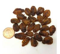 The Aqua Shack Dried Silkworm Pupae Treats for Rats, Sugar Gliders, Pygmy Hedgehogs, Birds (1kg)