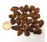 The Aqua Shack Natural Dried Silkworm Pupae - Japanese Koi Treats Protein Coldwater Pond Food (1kg)