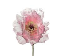 The Art Group Alyson Fennell Champagne Pink Peony Canvas Print, Cotton, Multi-Colour, 1.8 x 30 x 40 cm