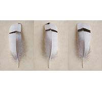 The Art Group "Alyson Fennell Egyptian Goose Feather Triptych Canvas Print, Multi-Colour, 50 x 100 x 1.3 cm