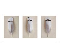 The Art Group "Alyson Fennell Egyptian Goose Feather Triptych Paper Art Print, Multi-Colour, 50 x 100 x 1.3 cm