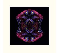 The Art Group Alyson Fennell Floral Nirvana Mounted Print, Multi-Colour, 40 x 40 x 1.3 cm