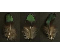 The Art Group Alyson Fennell (Green Peacock Feather Triptych) -Canvas Print 50 x 100cm, Wood, Multi-Colour, 50 x 100 x 1.3 cm