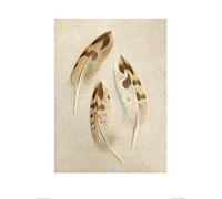 The Art Group "Alyson Fennell Mallard Feather Trio Paper Art Print, Multi-Colour, 60 x 80 x 1.3 cm