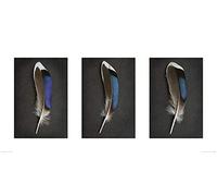 The Art Group "Alyson Fennell Sapphire Mallard Feather Triptych Paper Art Print, Multi-Colour, 50 x 100 x 1.3 cm