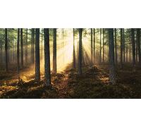 The Art Group "Andreas Stridsberg Sunlight Through Trees Canvas Print, Multi-Colour, 50 x 100 x 1.3 cm