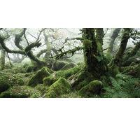 The Art Group "David Clapp Wistman's Wood Dartmoor Canvas Print, Multi-Colour, 50 x 100 x 1.3 cm
